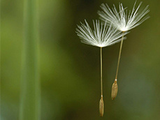 Banner Trauerbegleitung